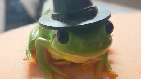 A therapy green tree frog, dressed up for role play. 