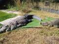 Fancy owning a property with ten crocodiles? This is the place for you. 