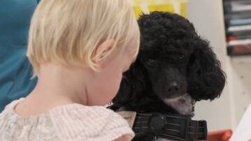 Katherine Hospital welcomes therapy dog Daisee