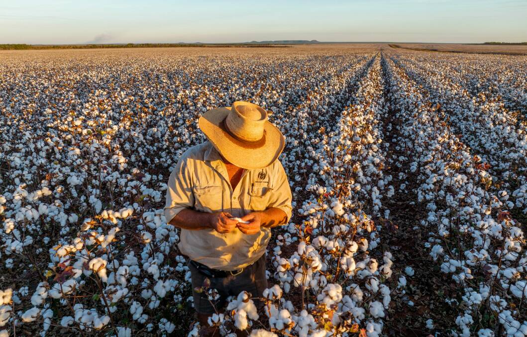 Cotton growing on near Katherine in the Northern Territory, where the new WANT Cotton Limited gin has officially opened.