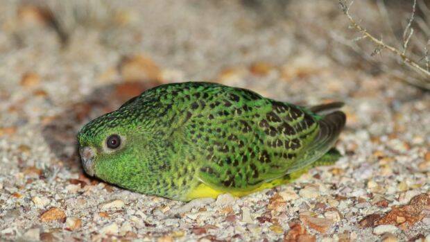 A photo of the night parrot. Photo: Steve Murphy.