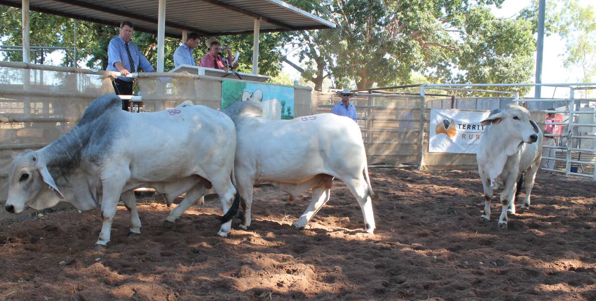 SALE-O: Selling agents enjoyed strong demand for Brahman bulls in Katherine today.