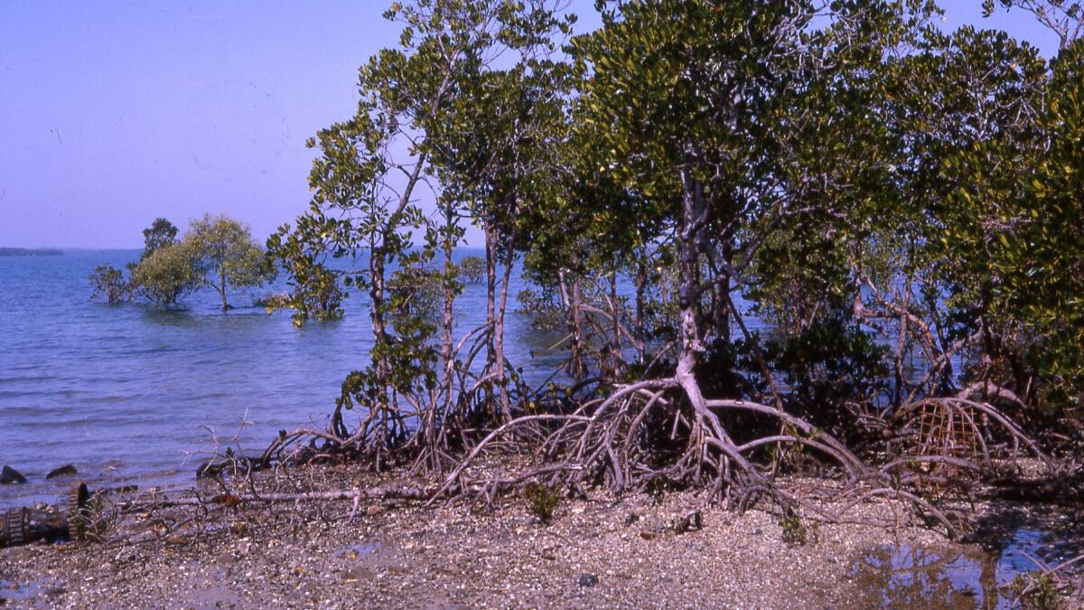 NATIVE TITLE: About half of the land in the NT has become Aboriginal land in addition to 85 per cent of the coastline.