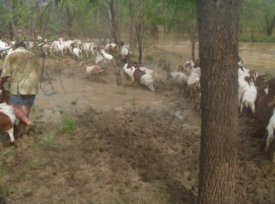 GOAT BOAT: Family and friends joined forces to help outback NT cattle station owners herd their goats across a crocodile infested Roper River. Picture: supplied.