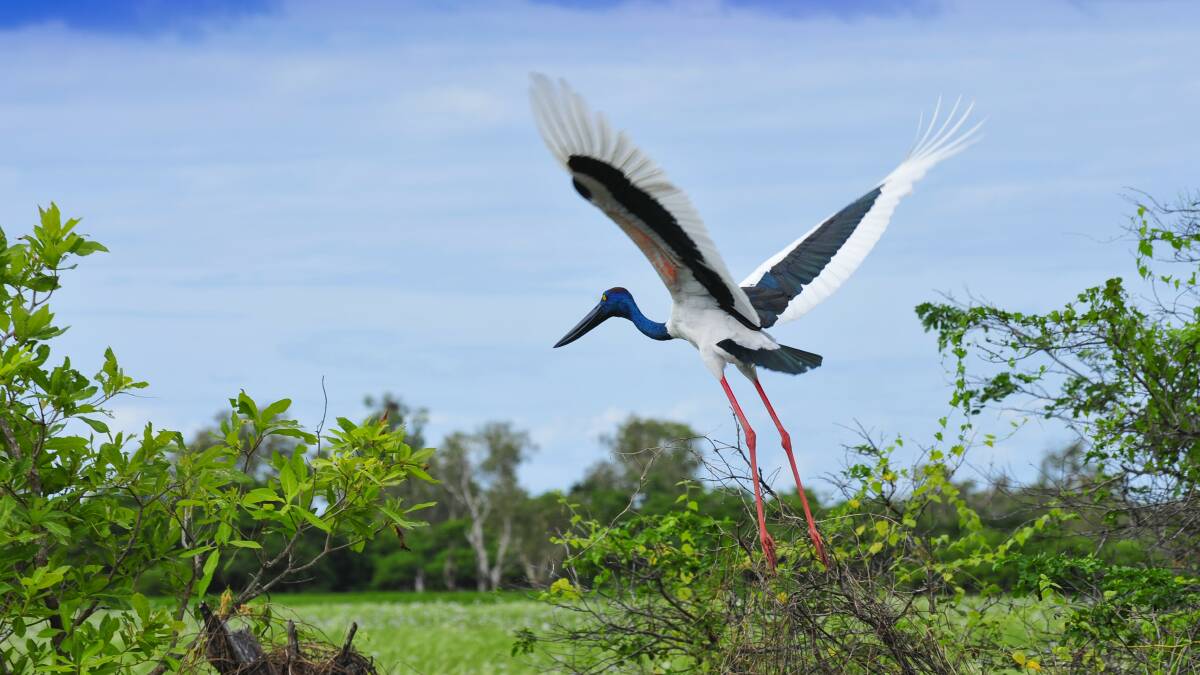 MAJESTIC: The black necked stork. Picture: NT Government.