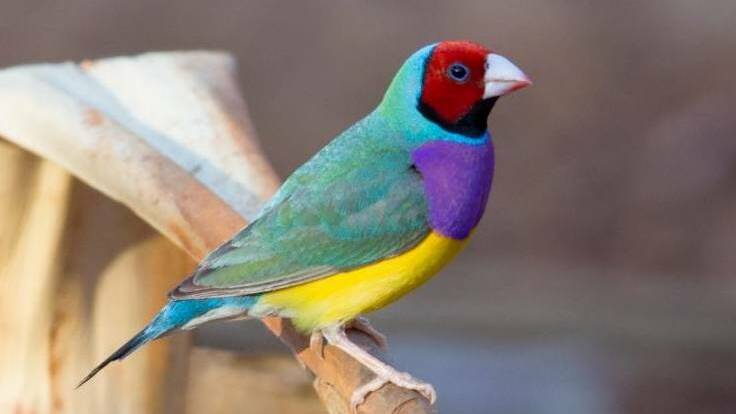 The threatened Gouldian finch is known to inhabit some of the proposed gas exploration areas in the Beetaloo.