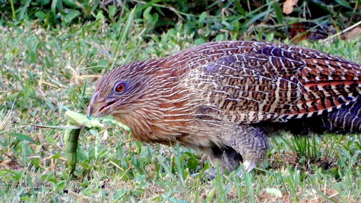 Pheasant Coucal takes parenting very seriously