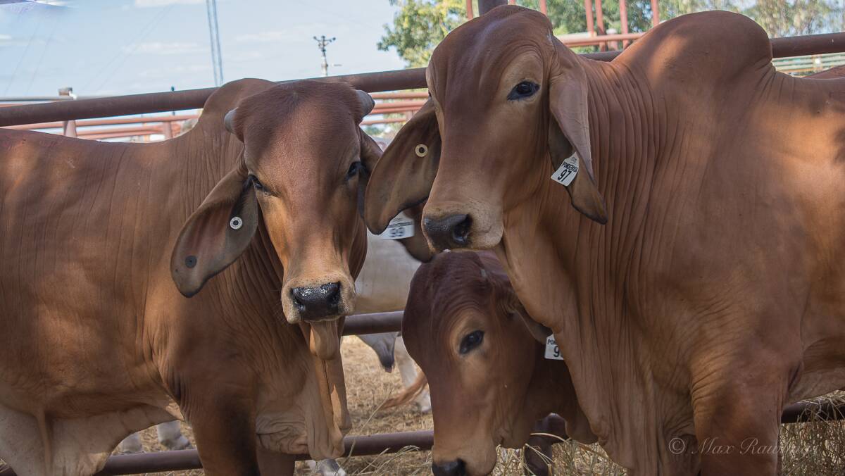 ALL DRESS UP: Ready in the Katherine yards for the big Brahman sale tomorrow. Picture: Max Rawlings. 