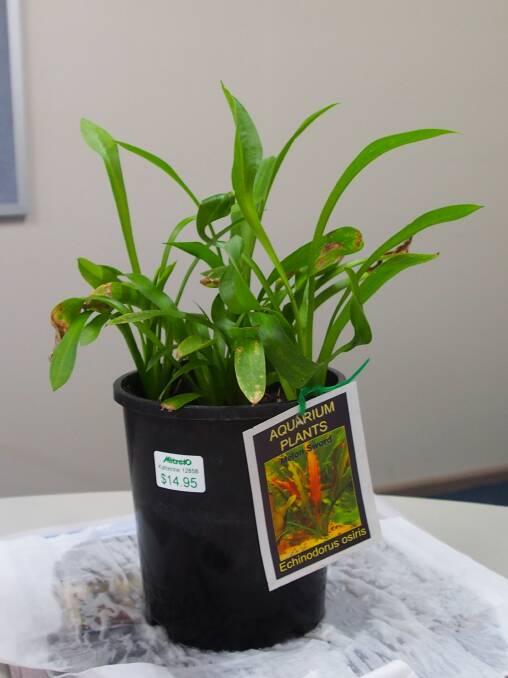 ON THE LOOSE: One of the seized plants from Katherine but one more pot is believed to be on the loose.
