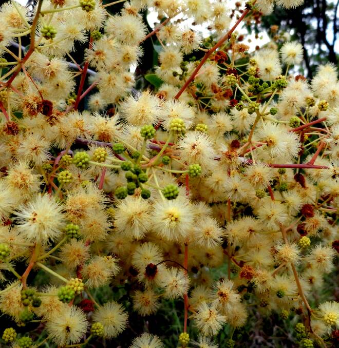 Nitmiluk is home to some very beautiful Acacia species. Their flowers can look like spikes or balls and come in many different shades of yellow.