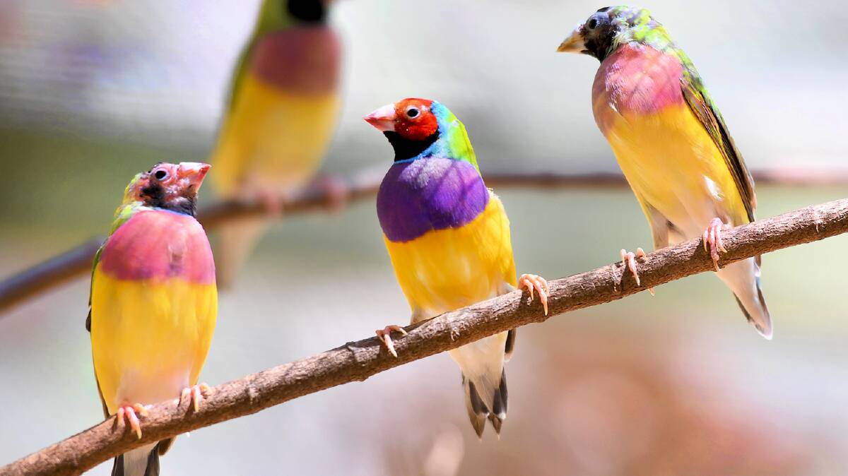 Bird enthusiasts from the world come to Katherine to see the Gouldian finch in the wild.