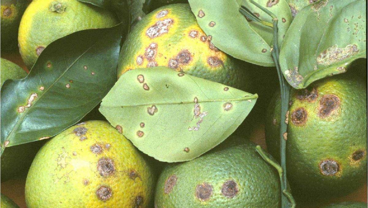 A citrus canker infection has been found in Katherine.