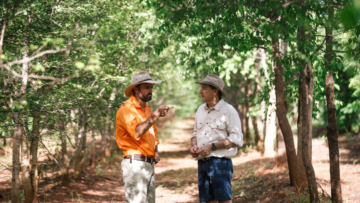 SANDALWOOD TALKS: Quintis deputy general manager of Forestry, Matt Barnes, and forestry expert, Ken Robson at the Katherine plantations. Picture: Quintis.