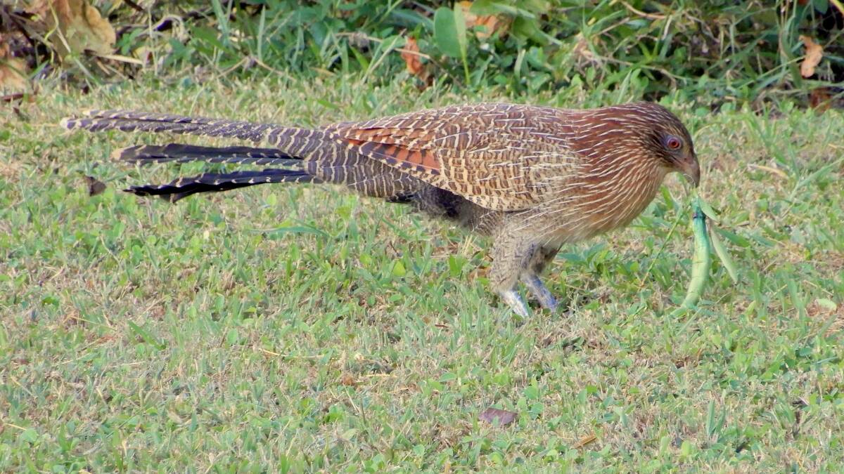 Pheasant Coucal takes parenting very seriously