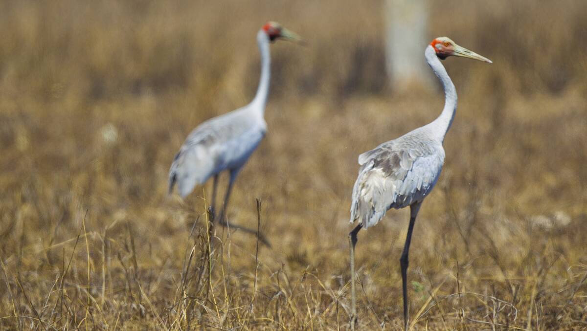 The Brolga. Picture: NT Government.