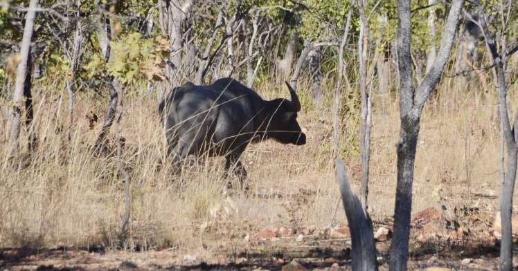 GORED: A brave NT tour guide was gored by a buffalo after coming to the rescue of a tourist.