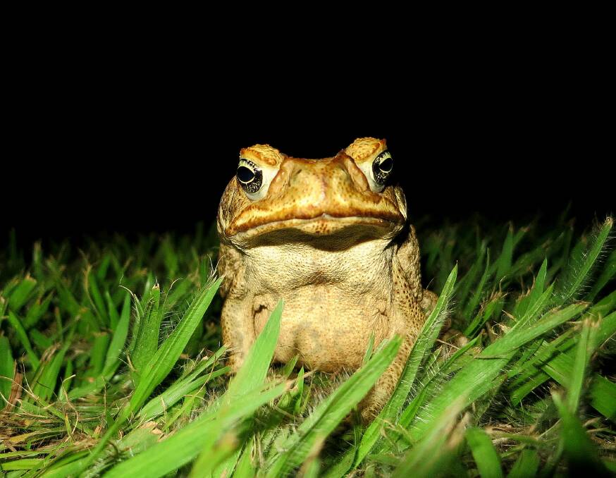 Hop to it: Litoria rubella, commonly known as the desert tree frog, could be mistaken for a cane toad. Photo: supplied.