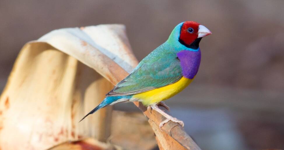 NATURE'S WONDER: The spectacular Gouldian Finch at Edith Falls. Picture: NT Government.
