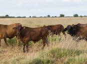 Police claim more than 300 cattle were illegally mustered from a WA station and taken to the NT for sale. File picture.