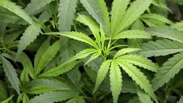A NT government trial to grow marijuana at an undisclosed location in Katherine has met with success.