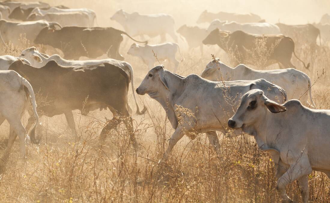 BALANCE NEEDED: The Cattle Council of Australia wants to see calm and balance, not scaremongering and politicking, drive the long-term vision for Australia's beef industry.