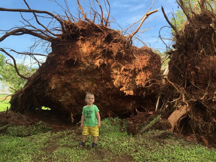 HELPING HAND: 18-month-old William Moore cannot figure out where to begin helping with the clean-up as he inspects the African mahogany that toppled next to his family's home during a storm in Katherine on November 14.