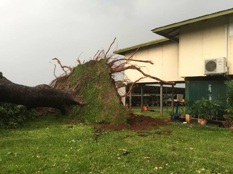 This tree, which fell only metres from a Katherine residence, was one of hundreds that suffered extensive damage at the hands of gusting winds on Saturday afternoon.