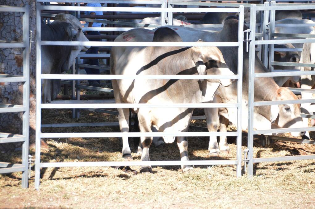MARKET READY: Lot 68, an offering from Raglan Brahmans, waits to go under the hammer at Friday's Ponderosa bull sale in Katherine, which notched up a 100 per cent clearance rate for an average price of $3863.