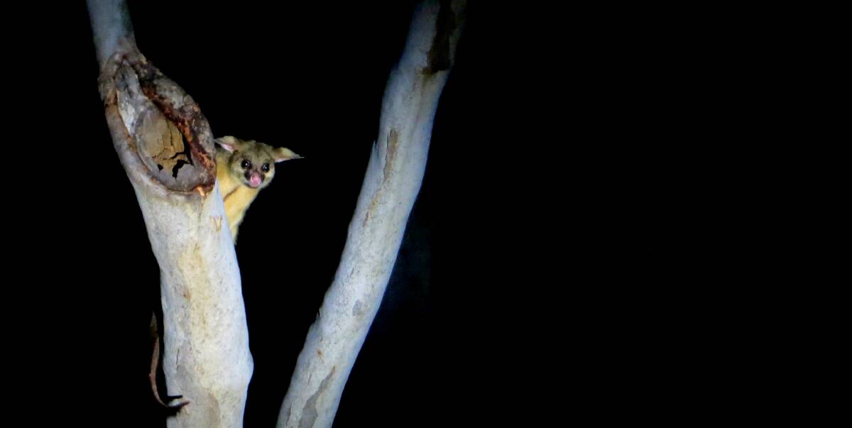 WELCOME TO NEIGHBOURHOOD: Northern brushtail possums are important pollinators and seed spreaders of native plants, however, they can be noisy and destructive house guests if not managed correctly.