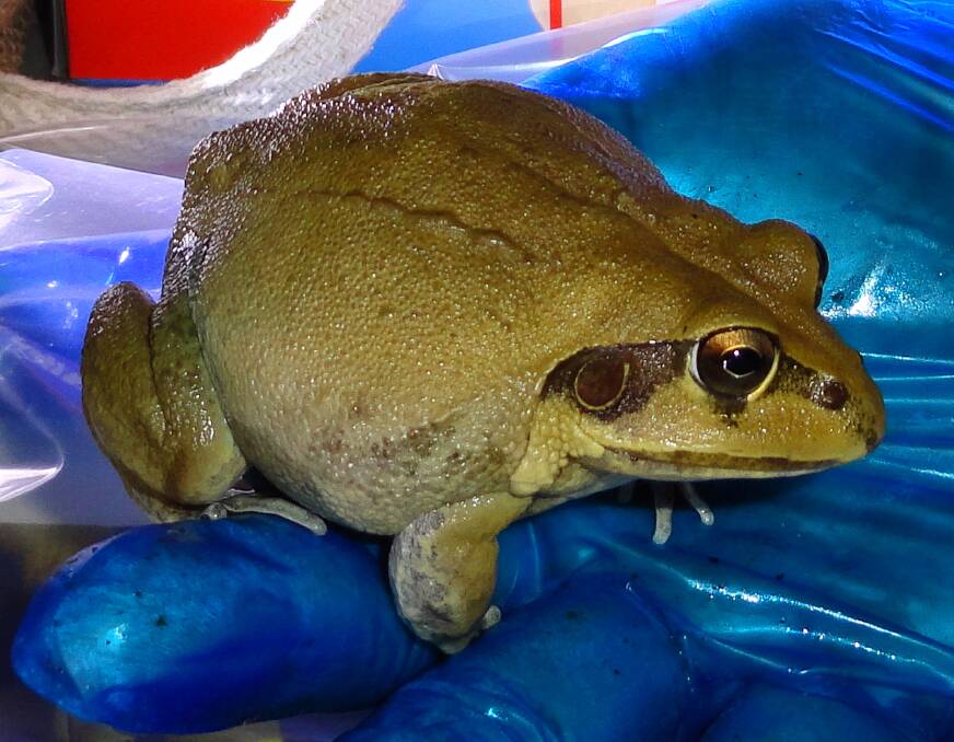 Keep giant frogs safe in the garden