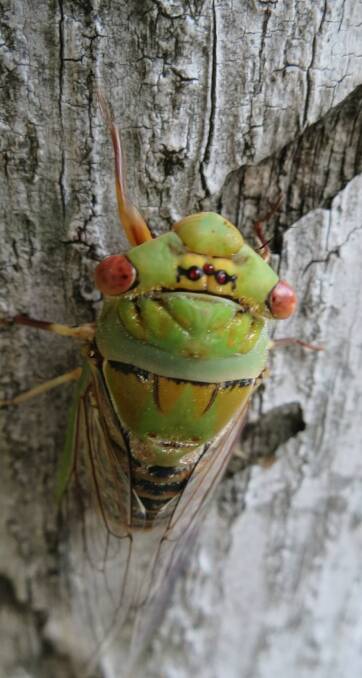 NOISY: The brightly coloured and conspicuous male cicada ‘sings’ to attract a female by rapidly vibrating a membrane called a tymbal, situated on their abdomen. 