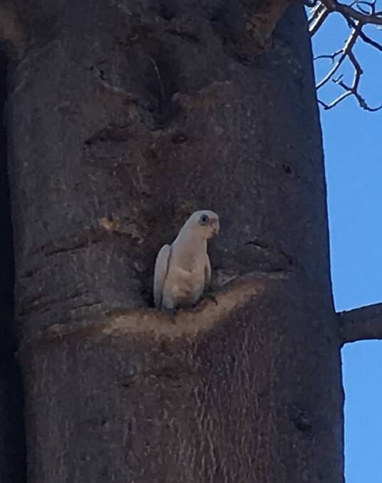 PROTECTED SPECIES: Rangers saw this Little Corella sitting at the entrance to what is probably a nesting hollow in a huge Boab in Judbarra/ Gregory National Park. 