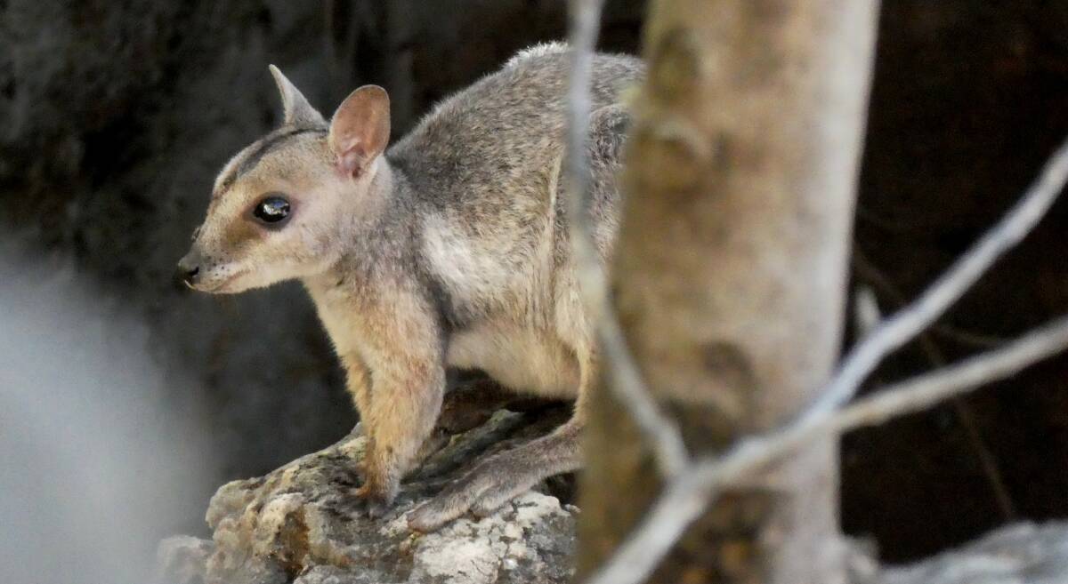 CUTE CRITTER: The Wilkins Rock Wallaby was recognised as a distinct species in its own right in 2014, taking the number Australian of rock wallaby species to 17.