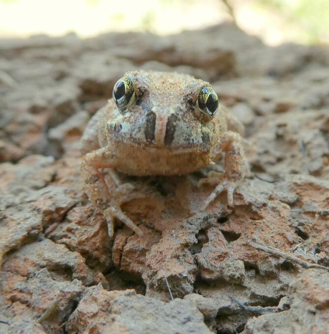Cute little frog loves to dig