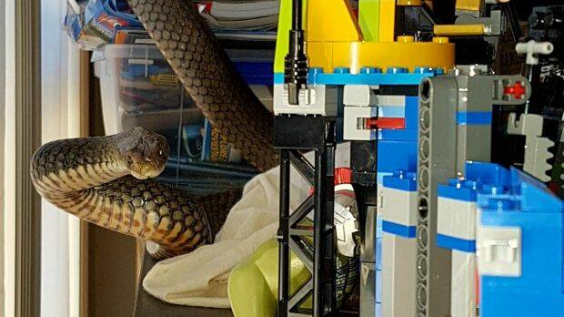 Snake catchers Brooke and Tony Harrison caught this snake in a child's play area in Tallebudgera, on the Gold Coast. Photo: Gold Coast and Brisbane Snake Catcher