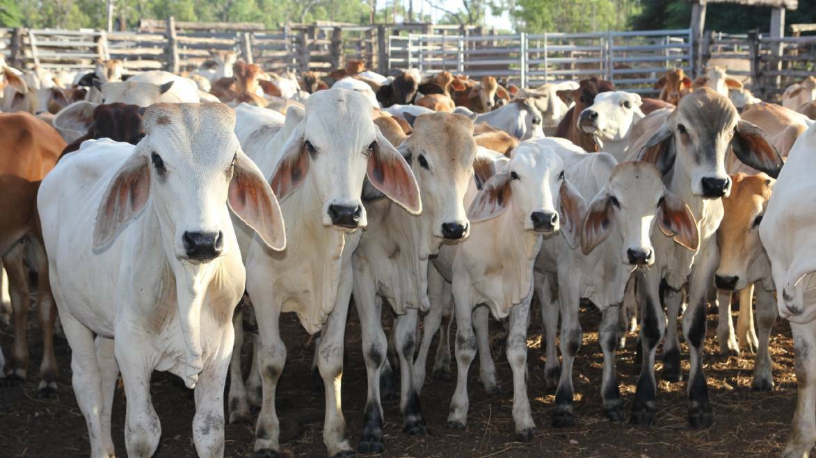 The draft Australian Beef Sustainability Framework was released on Wednesday.