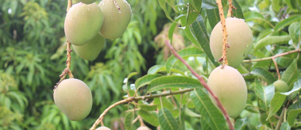 NEARLY READY: Farmers await the decision to implement a 32.5 per cent tax on backpackers with mango season around the corner.