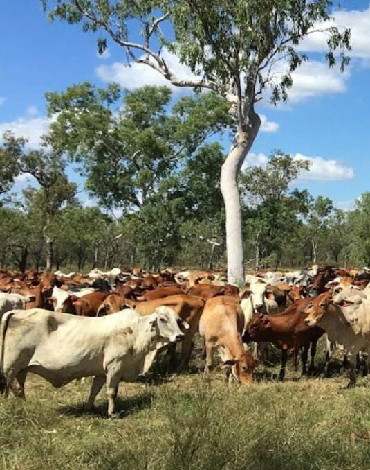 ABATTOIR: One Territory candidate Braedon Earley has said Katherine and primary producers would benefit from having an abattoir in the town.