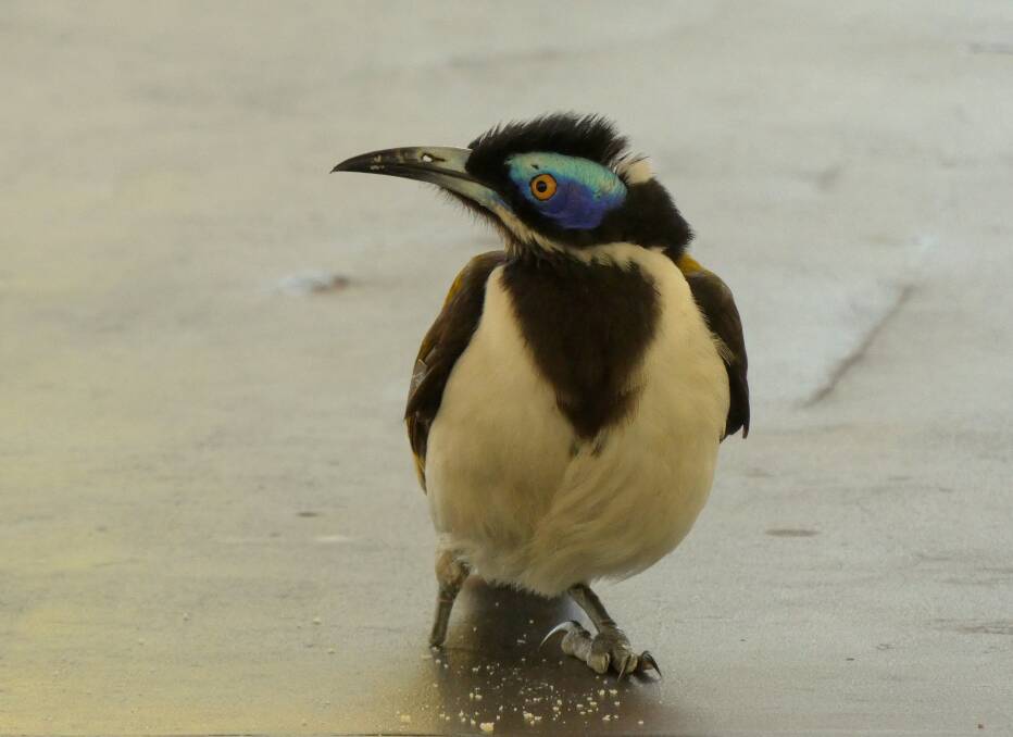 One-footed Gimpy, the Blue Faced Honeyeater, is dressed for success and overfed. His ‘Oliver Twist’ routine has become part of his survival strategy, it's polished to perfection.