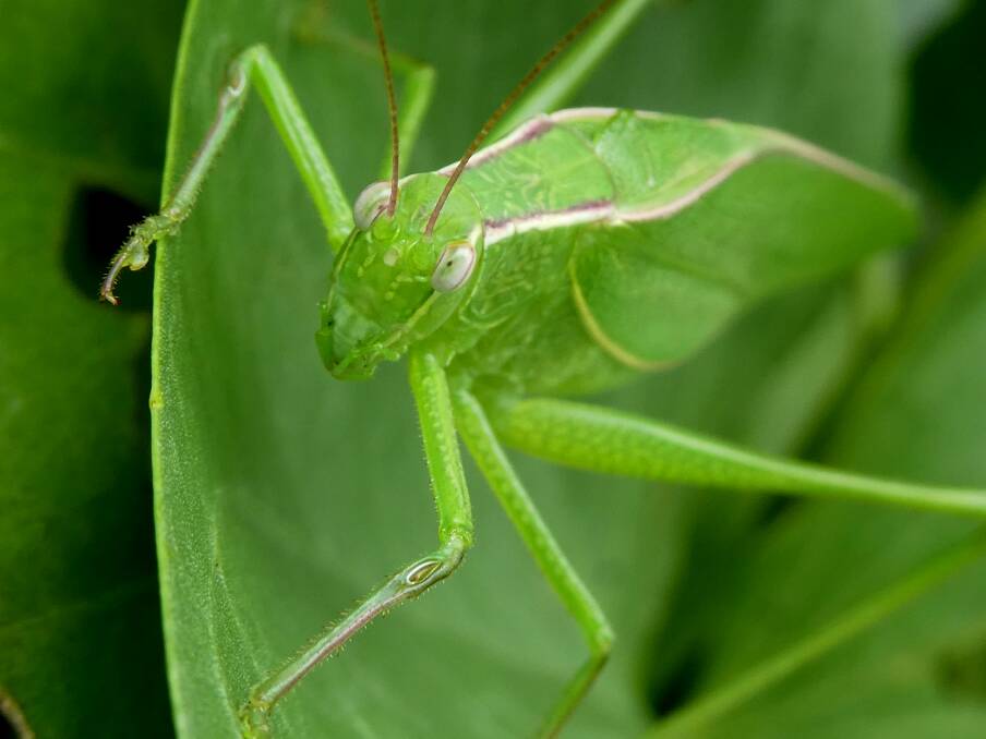 Our tropical Katydids may live to a grand old age of a couple of years, and some of these are able to breed a couple of times a year. 