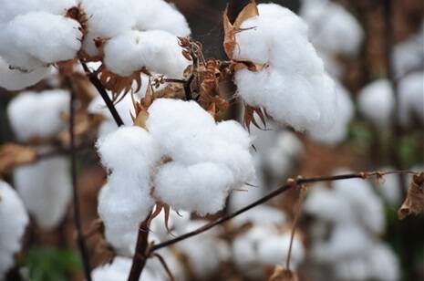 Cotton does not deserve its bad reputation, NT farmers say.