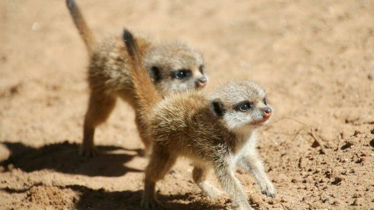 Meerkat litters usually number only three or four. Photo: Paul Fahy/Taronga Zoo
