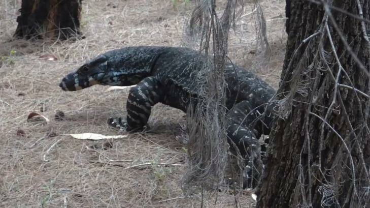 Greg Tannos almost fell off his bike when he saw the size of the goanna. Photo: Greg Tannos