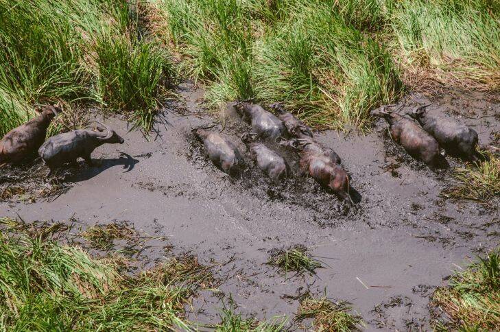 Feral buffalo damaging the Arafura Swamp region. Photo: Daniel Hartley-Allen