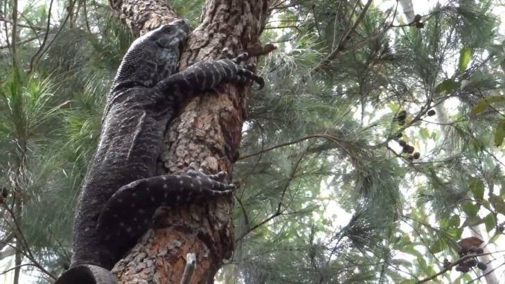 The goanna climbed a tree to try and raid a magpie's nest. Photo: Greg Tannos