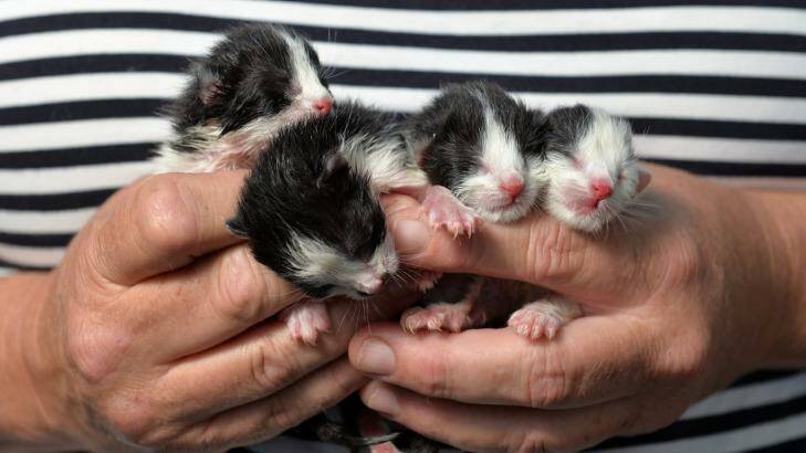 Caroline Dare, of Devonport holding the 4 rescued kittens who were discovered in a paper bag left behind in the Ulverstone McDonalds restaurant.  Photo: Brodie Weeding