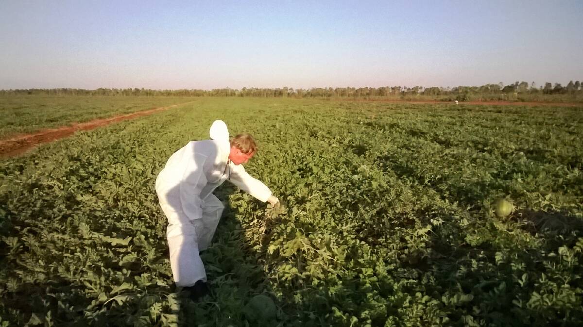 VIRUS OUTBREAK: A Department of Primary Industry and Fisheries biosecurity officer inspects a Katherine watermelon crop. Photo: B. CONDE/DEPARTMENT OF PRIMARY INDUSTRY AND FISHERIES