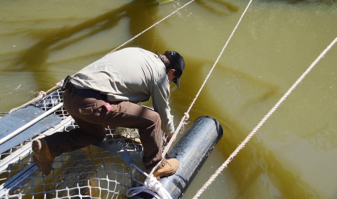 HELPING HAND: Ranger Chris Heydon releases a 2.4-metre freshwater crocodile on Thursday.