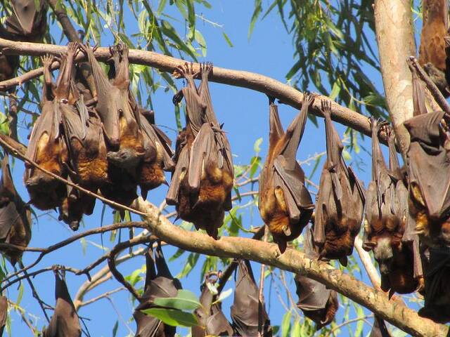HEALTH WARNING: A bat carrying the deadly Australian bat lyssavirus has been detected in Katherine, prompting a warming from health experts.