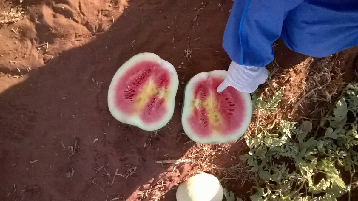 CGMMV can impact fruit and yield quality in cucurbit crops, including watermelons. Photo: DEPARTMENT OF PRIMARY INDUSTRY AND FISHERIES